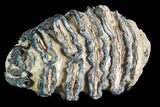 Fossil, Baby Southern Mammoth Molar #87536-1